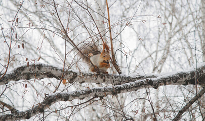 squirrel on a tree
