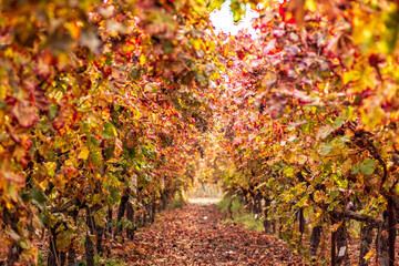 View of the rows of grape bushes with colorful autumn leaves in the vineyard