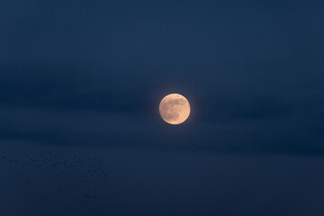 A full moon at night on a dark background.