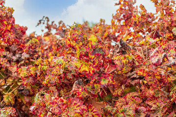 Grape vines with colorful autumn leaves in a vineyard.