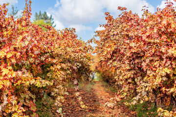View of the rows of grape bushes with colorful autumn leaves in the vineyard