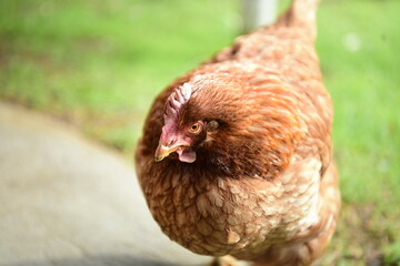 Chickens on the Pasture