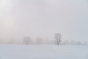 雪原と木と太陽のイメージ