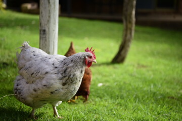 Chickens on the Pasture