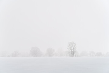 雪原と木のイメージ