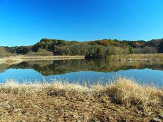 初冬の池と森のある21世紀の森と広場風景