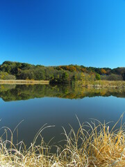 初冬の池と森のある21世紀の森と広場風景