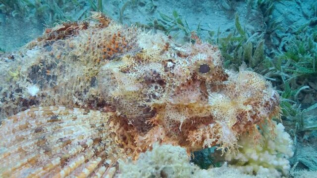 Close-up portrait of Scorpion fish lie on coral. Bearded Scorpionfish (Scorpaenopsis barbata). Camera moving forwards, Slow motion