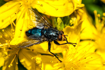 mouche bleue sur une fleur jaune