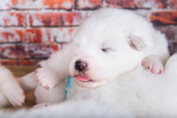 Three small two weeks age old cute white Samoyed puppies dogs