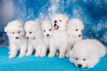 White six fluffy small Samoyed puppies dogs are sitting on blue blanket