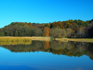 初冬の池と森のある21世紀の森と広場風景