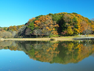 初冬の池と森のある21世紀の森と広場風景