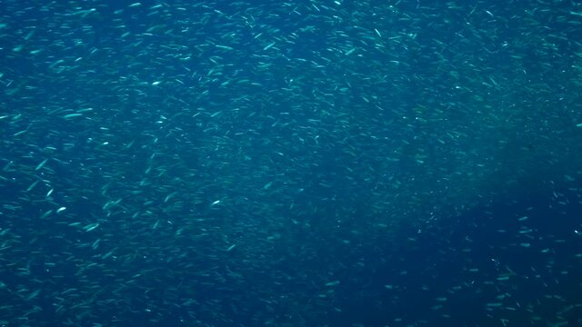 Massive shoal of Blue sprat, Delicate round herring or blueback sprat (Spratelloides delicatulus). Massive school of small fish swims in the blue water in sunrays. Slow motion