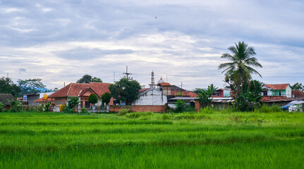 Fototapeta na wymiar beautiful countryside with fresh green rice fields as foreground