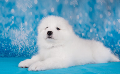 White fluffy small Samoyed puppy dog is sitting on blue blanket