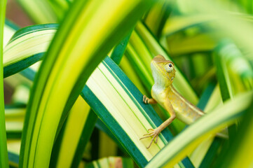 Chameleon lizard climbing on a green leaf looking for food,  animal life in nature.