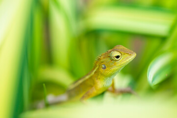 Chameleon lizard climbing on a green leaf looking for food,  animal life in nature.