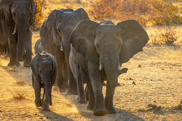 Fototapeta na wymiar Elephants at sunset in Etosha Park, Namibia