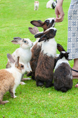 Rabbits eating food from hand, cute rabbit animal in green grass.
