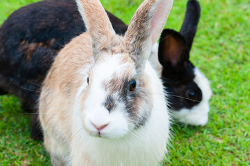 Rabbit young bunny on greenfield action, cute rabbit in farm.