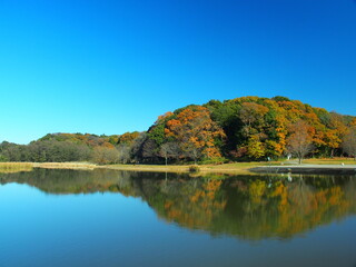 初冬の池と森のある朝の21世紀の森と広場風景