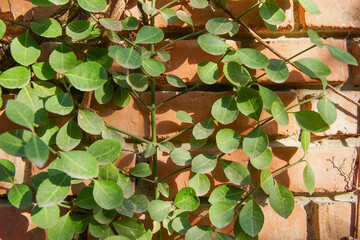Fototapeta na wymiar Green leaves of plants against the wall
