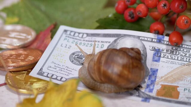 Snail Crawling on 100 Dollar Bill, a Coin Bitcoin on Autumn Leaves Background. A trend towards a slow increase in dollar, bitcoin rate in autumn. Concept of economy, cryptocurrency, stock exchange.