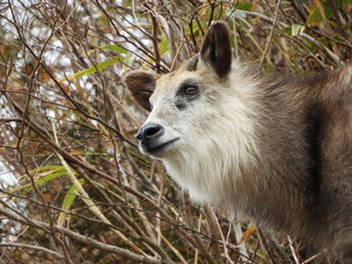 ニホンカモシカ