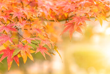 Naklejka na ściany i meble Red and yellow beautiful warm colors in autumn by Japanese maple tree iroha momiji leaves on a blurry background.