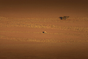Oryx at Namib Desert, Namibia