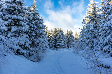 Schöne Winterlandschaft auf den Höhen des Thüringer Waldes bei Oberschönau - Thüringen