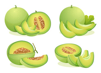 Set of fresh melon fruits whole, half and cut slice illustration isolated on white background