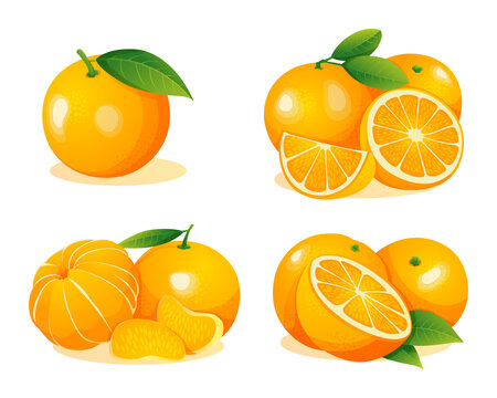 Set of fresh orange fruits whole, half and cut slice illustration isolated on white background