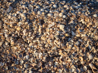 Abstract textured natural background for a design on the theme of sea holidays. Lots of small seashells close-up selective focus of shallow depth of field. A thick layer of seashell horizontal plane