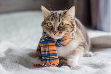 A gray-red & white cat in a checkered scarf on a light blanket on the bed.