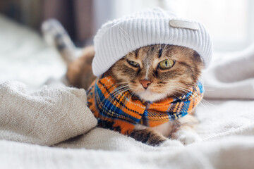 A tricolor tabby cat in a white hat and an orange-blue scarf lies on a knitted blanket and looks.