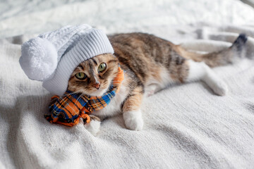 A tricolor tabby cat in a white hat and an orange-blue scarf lies on a knitted blanket and looks.