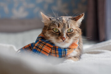 A gray-red & white cat in a checkered scarf on a light blanket on the bed.
