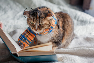 A cute cat of three colors in a checkered scarf and glasses on a white plaid is reading a book.