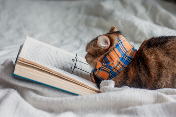 A cute cat of three colors in a checkered scarf and glasses on a white plaid is reading a book.