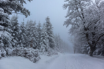 Schöne Winterlandschaft auf den Höhen des Thüringer Waldes bei Oberschönau - Thüringen