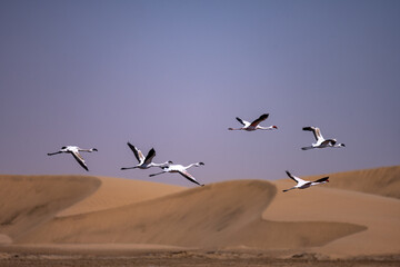 Flamingos seen next to Walvis Bay, Namibia