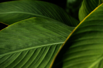 Fresh green leaves background. Blurred bokeh. Sunshine abstract backdrop. Close up and marco shot.