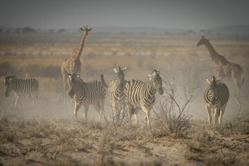 Fototapeta na wymiar A variety of animals in Etosha Park, Namibia
