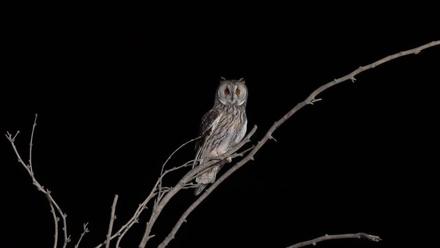 Long-eared Owl on a Felled tree trunk at night in the desert