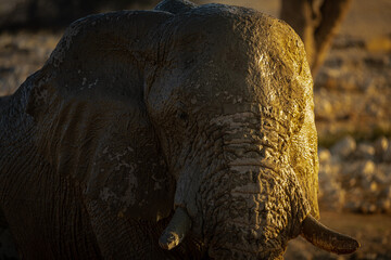 Elephants at sunset in Etosha Park, Namibia