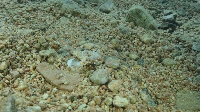 Seamoth moves on the sandy bottom in shallow water in sun rays. Pegasus, Little Dragonfish or Common Seamoth (Eurypegasus draconis). Slow motion