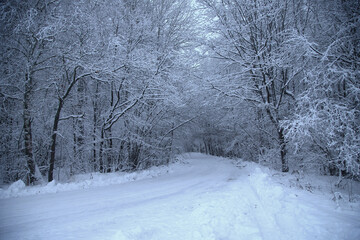 Winter landscape, trees standing in the snow, monochrome.