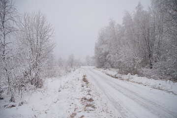 Fototapeta na wymiar Winter landscape, trees standing in the snow, monochrome.